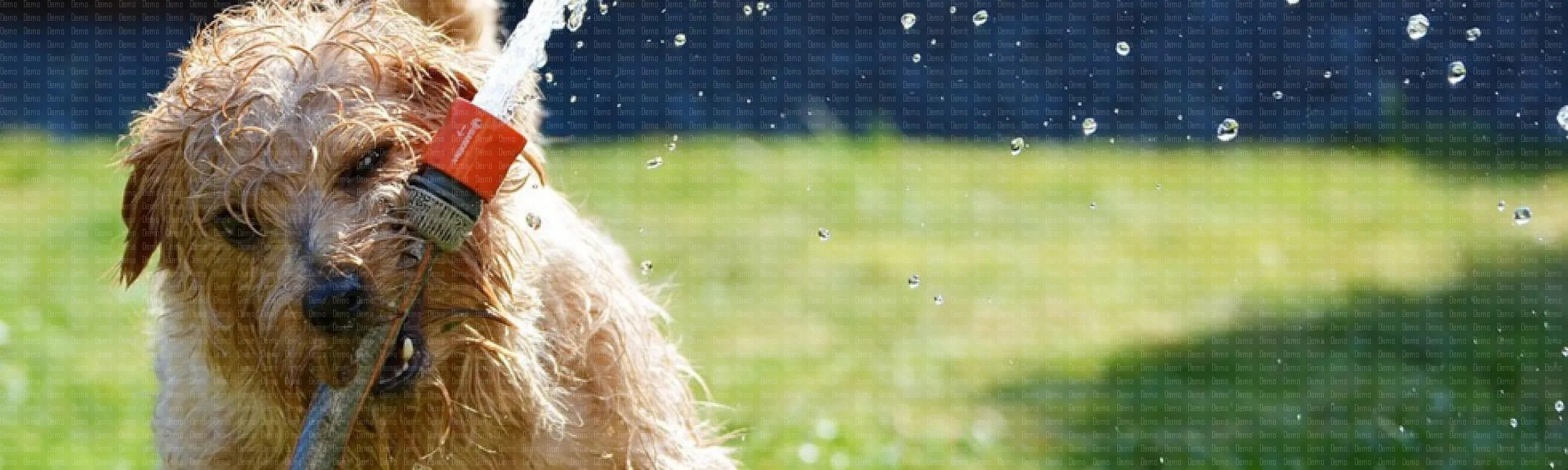 Hund mit Schlauch